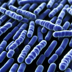 Сравнительная характеристика кишечной микробиоты у пациентов с хронической сердечной недостаточностью